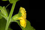 Mullein foxglove